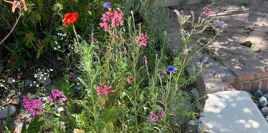 adult psychiatrist conditions treated (Arizona)