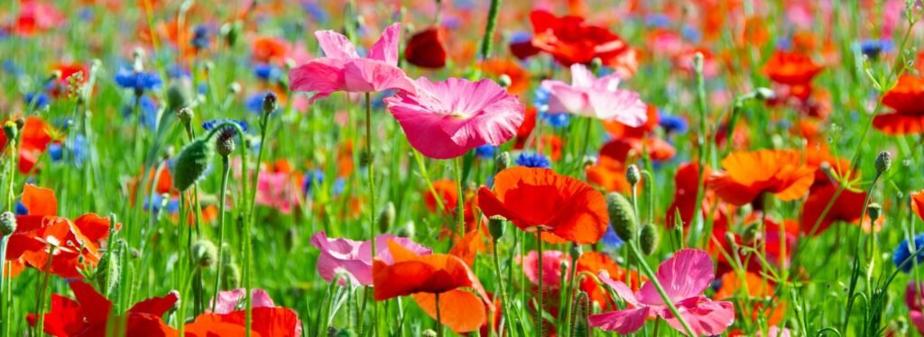 adult ADHD psychiatrist Arizona