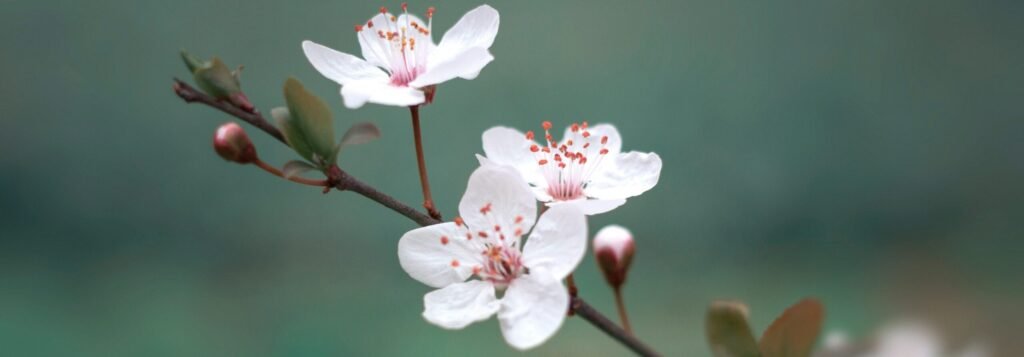 psychiatrist for healthcare professionals burnout